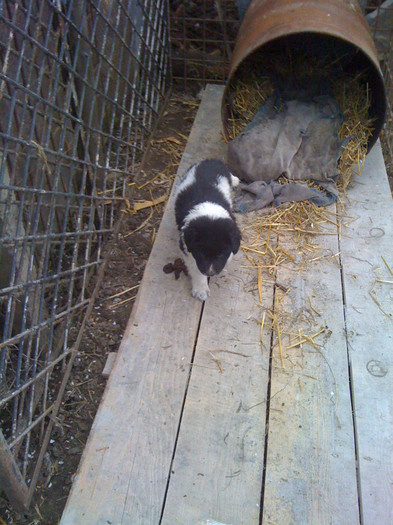 Gruia crb 5 saptamani