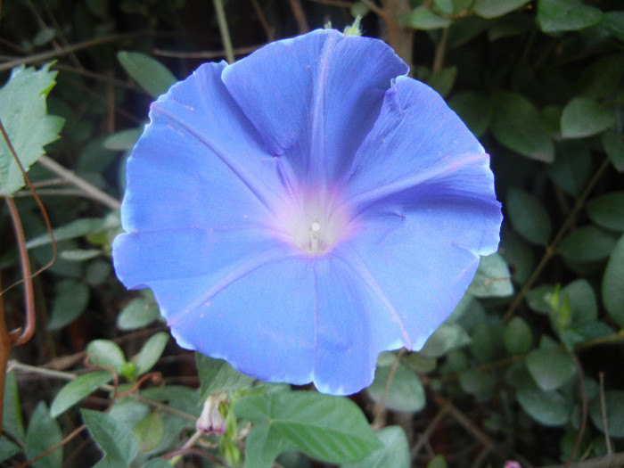 Picotee Morning Glory (2012, Aug.22)