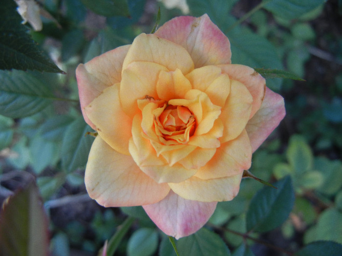 Orange Miniature Rose (2012, Aug.21)