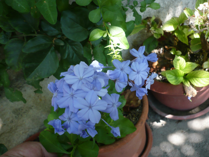 P1170693 - zzz-PLUMBAGO SI IASOMIE-iesite din colectie