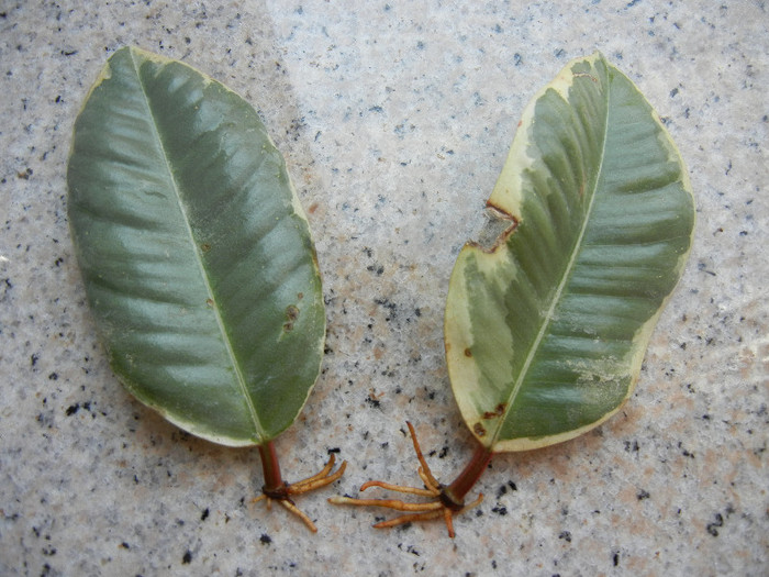 Ficus elastica Tineke, 23aug2012