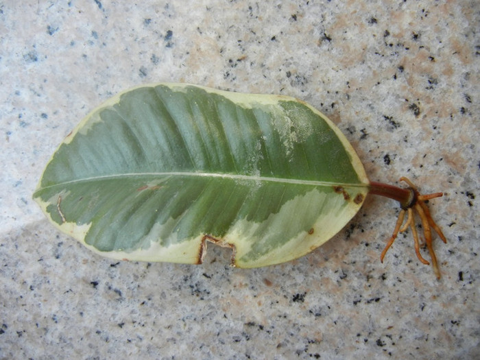 Ficus Tineke, frunza 02, 23aug2012