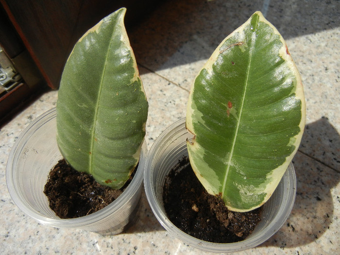 Ficus Tineke, 23aug2012