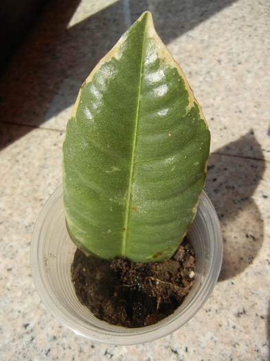 Ficus Tineke 01, 23aug2012