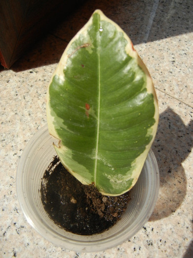 Ficus Tineke 02, 23aug2012