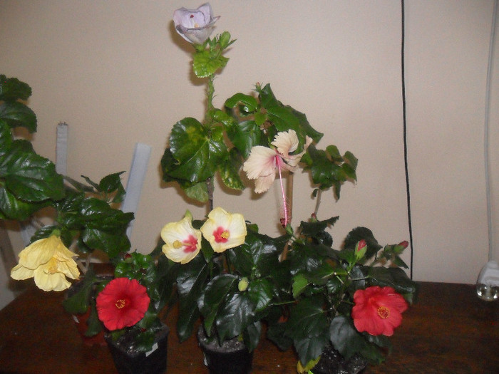 Hibiscus grup