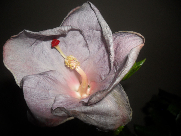 Hibiscus Cajun Blue