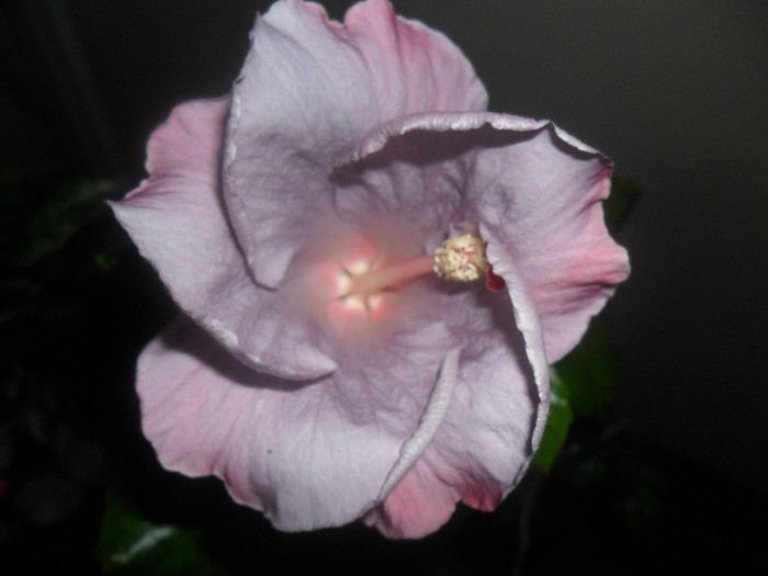 Hibiscus Cajun Blue