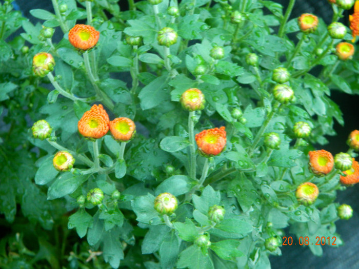 DSCN1668 - Crizanteme 2012