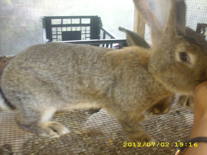 femela,6 luni - iepuri de vanzare
