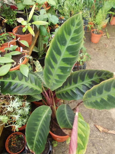 calathea warscewiczii - Colectie calathea