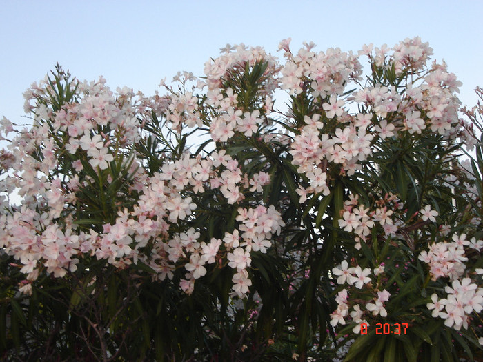 DSC02705 - Leandrii Grecia