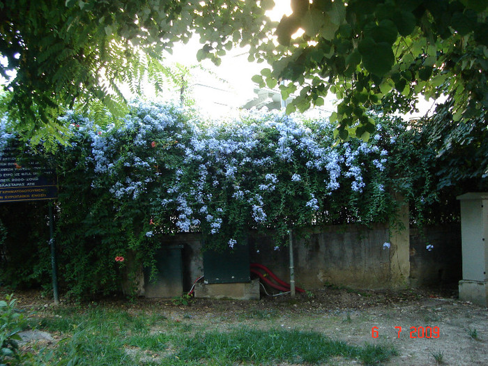 DSC05136 - Plumbago Grecia