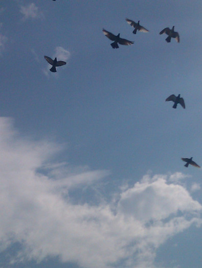 IMAG0104 - 0__voiajorii