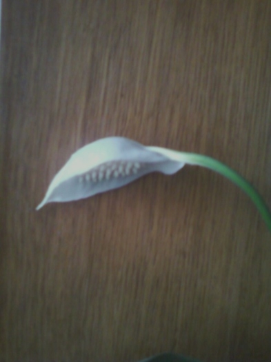 spathiphyllum wallisii - august 2012-flori