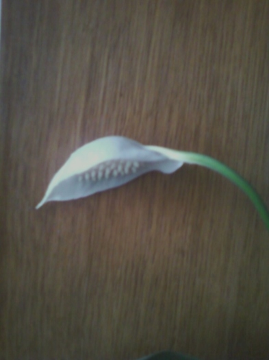 23 august 2012-flori 035 - spathiphyllum wallisii