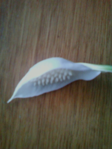 23 august 2012-flori 036 - spathiphyllum wallisii