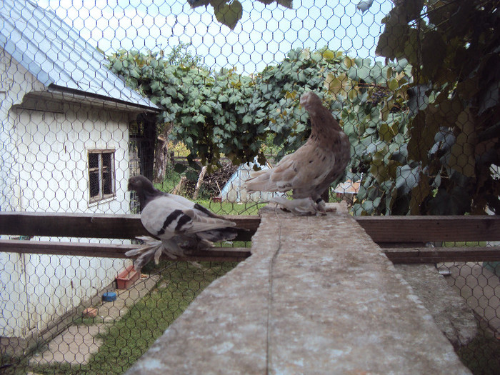 DSC09683; VÂNDUȚI
