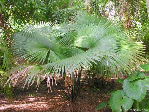 White Elephant Palm