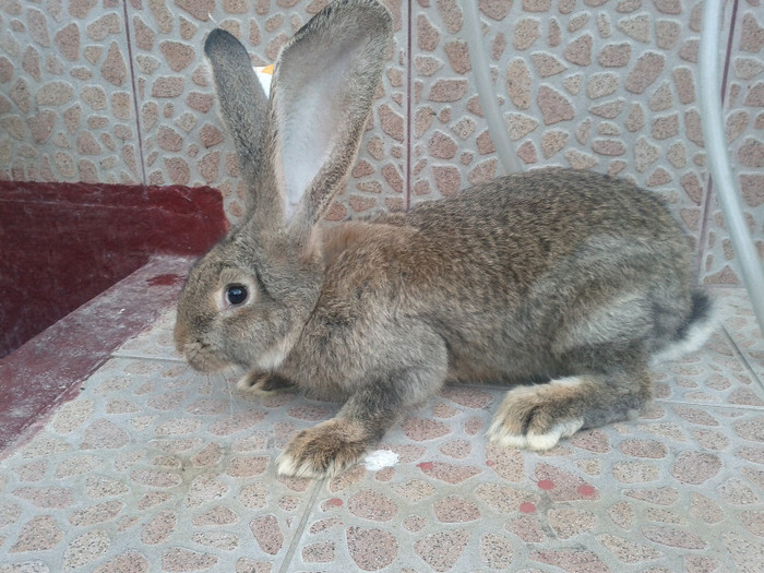 Femela 3 luni productie proprie