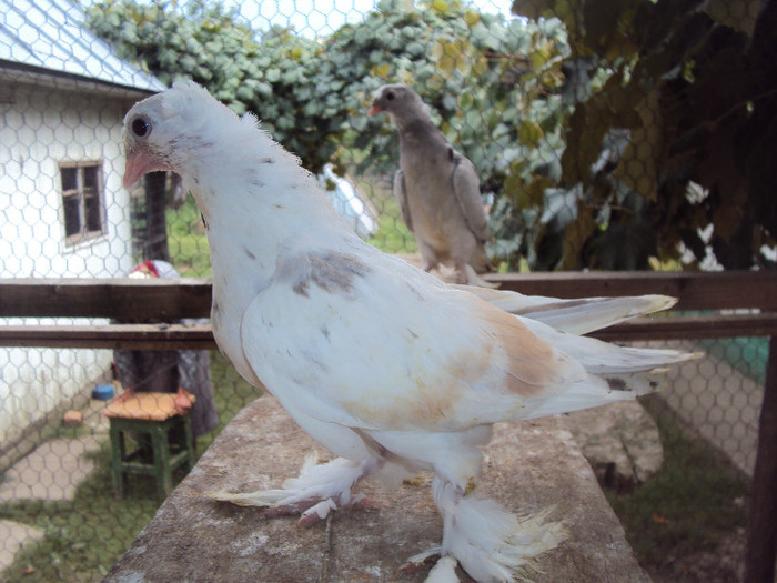 DSC09732 - Jucatori de Botosani 22-08-2012 albastri-argintii-pagi-pestrit