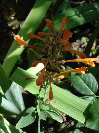 Agastache aurantica "Apricot Sprite"