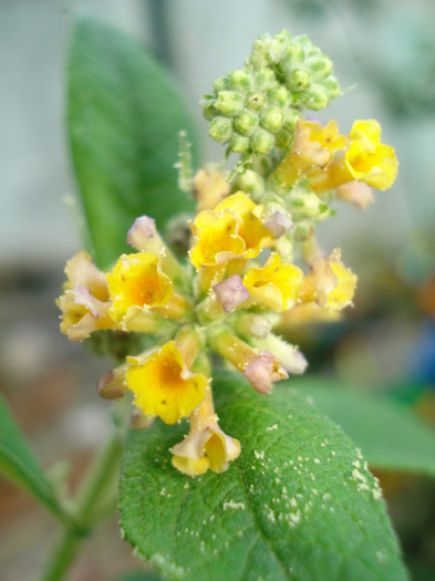 Buddleia "Sungold" - Vara 2012