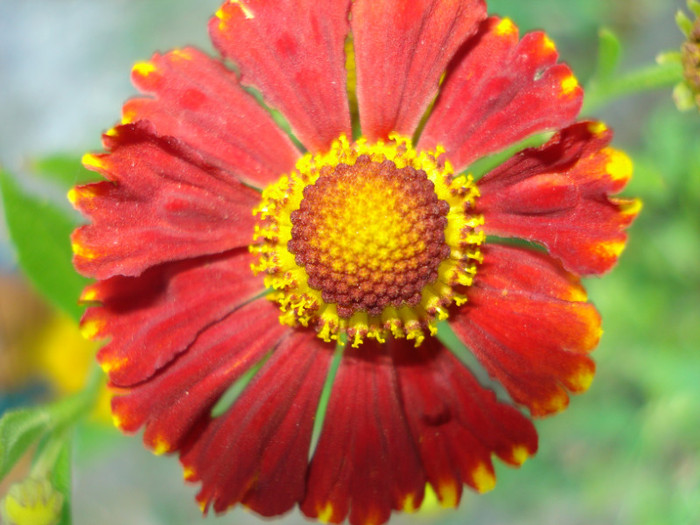 Helenium "Helena Red Shades" - Vara 2012