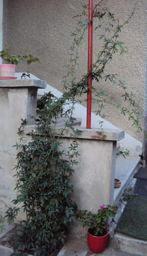 rosa banksia in toata gratia ei - Lady Banksiae White