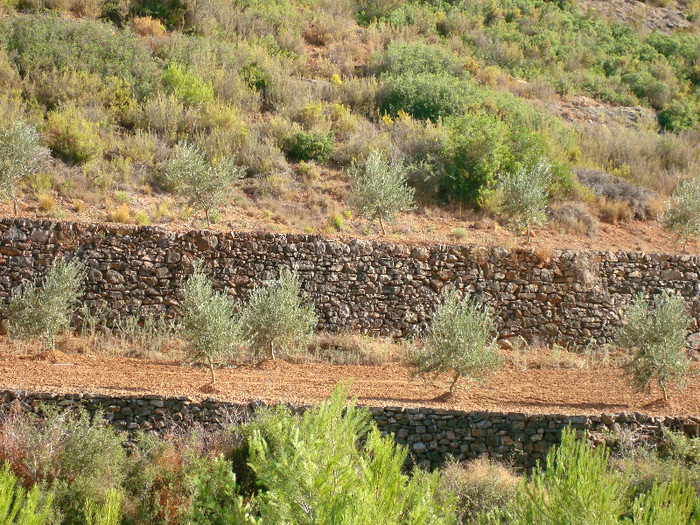 terase cu maslini - A3 Maslinul de la mic la mare