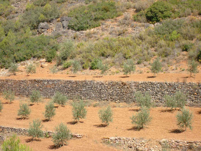 DSC05882 - A3 Maslinul de la mic la mare