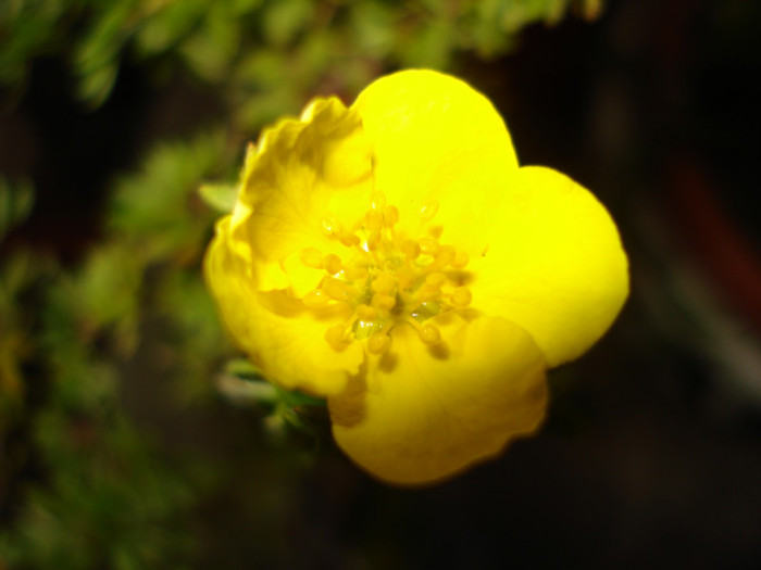 Potentilla fruticosa Goldfinger