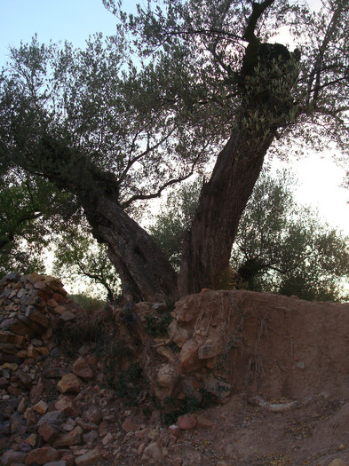 DSC05705 - A3 Maslinul de la mic la mare