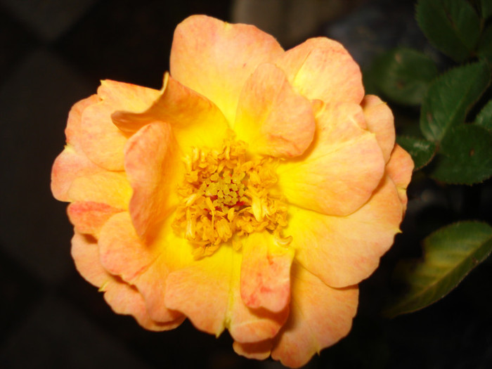 "Bessy", Interplant 1998, acoperitor