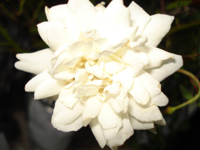DSC07435 - Trandafiri 2012 II