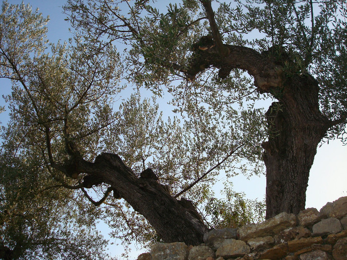 DSC06415 - A3 Maslinul de la mic la mare