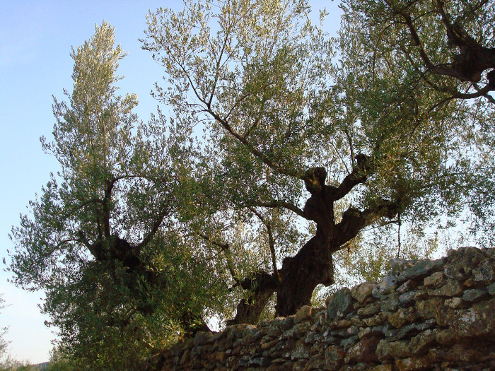 DSC06414 - A3 Maslinul de la mic la mare