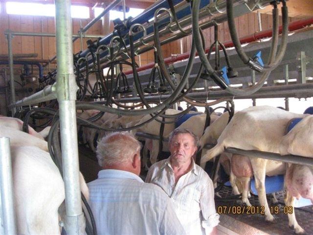in timpul mulsului un interviu - andreas tanzer saane capre