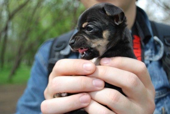 sunt lau - poze haioase