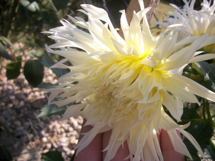 100_3309 - dalii 2012