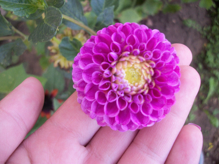 100_3319 - dalii 2012