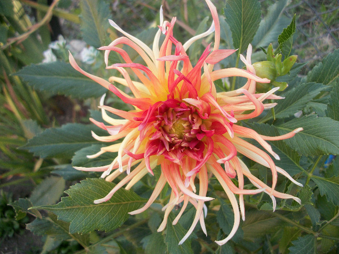 100_3368 - dalii 2012