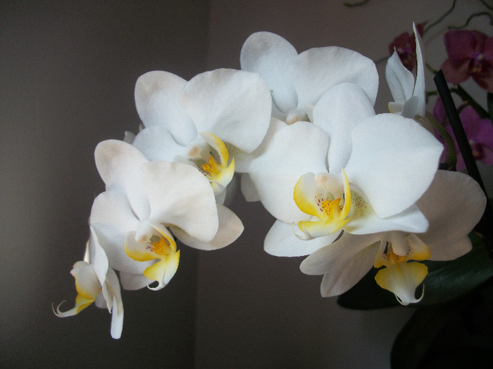 100_3350 - orhidee