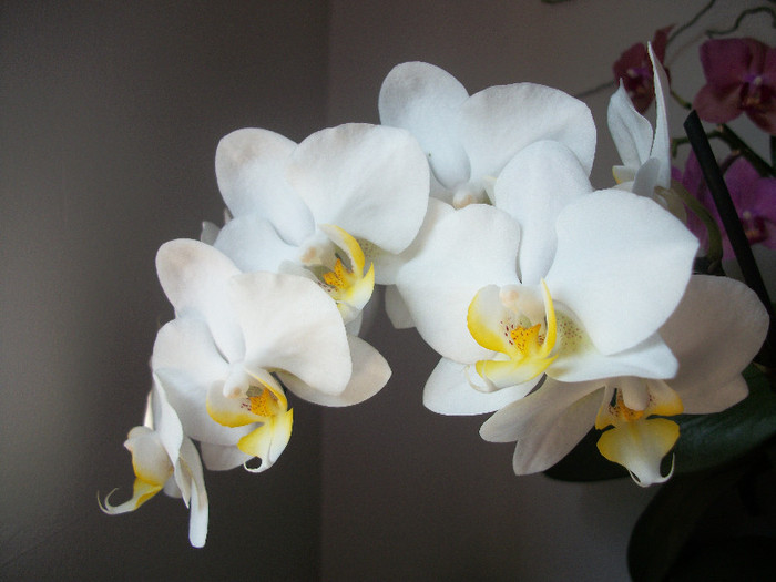 100_3351 - orhidee