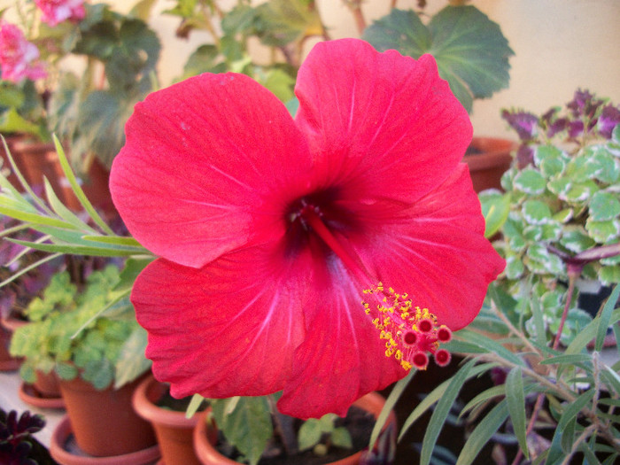 100_3354 - hibiscus