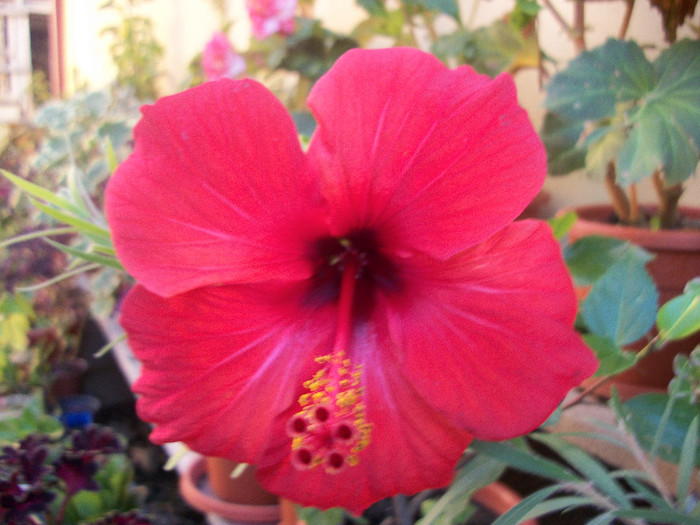 100_3356 - hibiscus