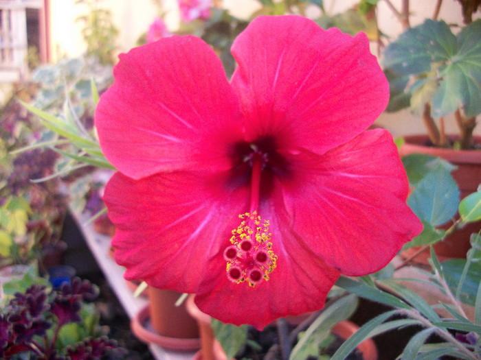 100_3357 - hibiscus