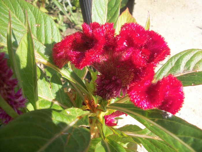 100_3316 - celosia 2012