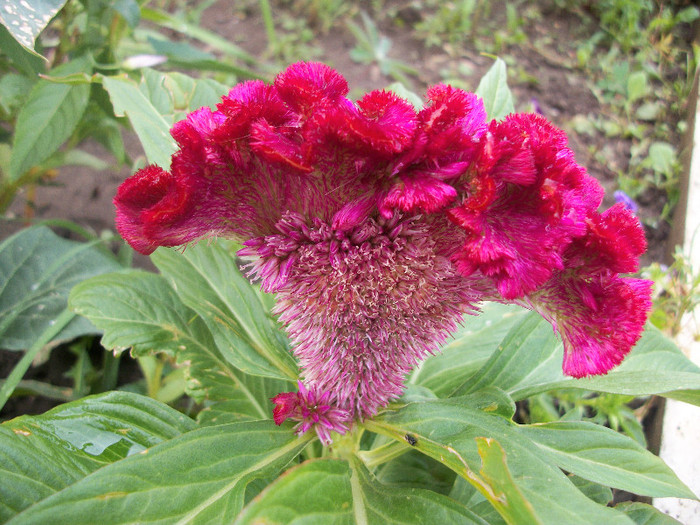 100_3325 - celosia 2012