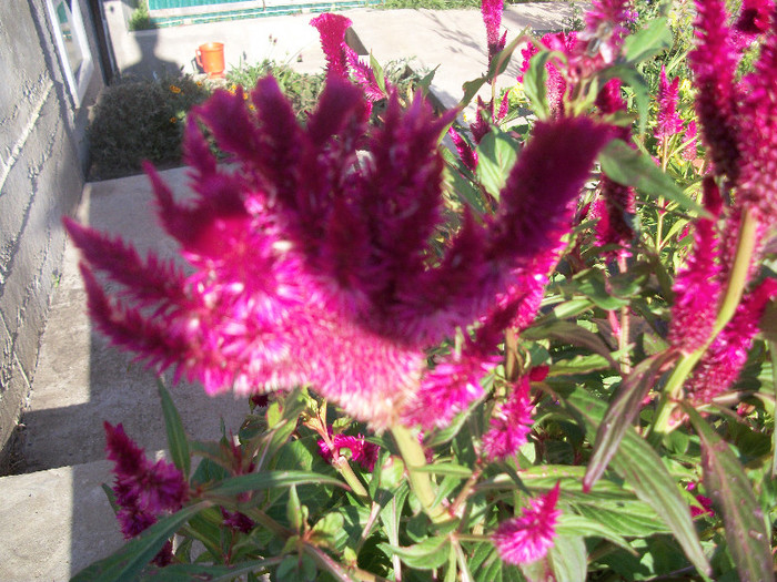 100_3369 - celosia 2012